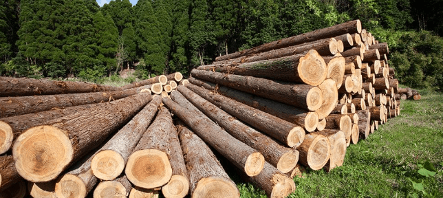 Incautan camión con madera ilegal en Guáigüí, Jarabacoa