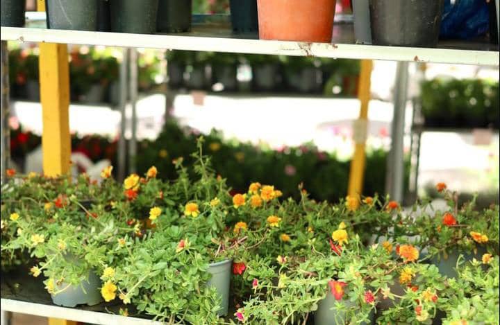 Jarabacoa deslumbra con color y conciencia en el Festival de las Flores