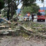 Árbol caído bloquea vía en Jarabacoa