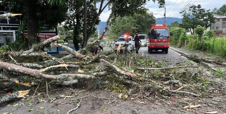 Árbol caído bloquea vía en Jarabacoa